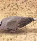 Identify a Mourning Dove