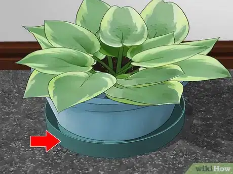 Image titled Prevent Houseplants From Damaging the Carpet Step 8