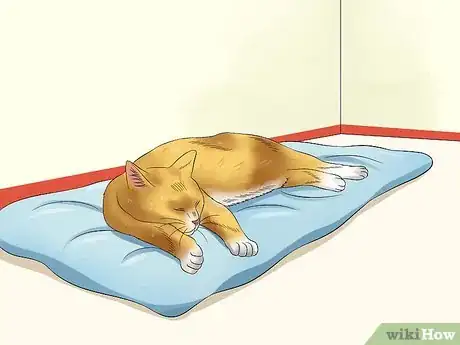 Image titled Plan and Prepare for Your New Cat Step 5