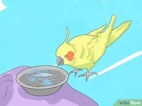 Image titled Take Care of a Cockatiel Step 11