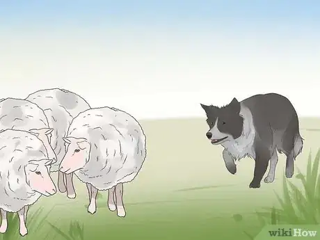 Image titled Teach Your Dog to Herd Step 8