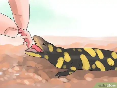 Image titled Take Care of Tiger Salamanders Step 5