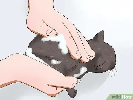 Image titled Get Rid of Fleas on a Kitten Too Young for Topical Ointments Step 3