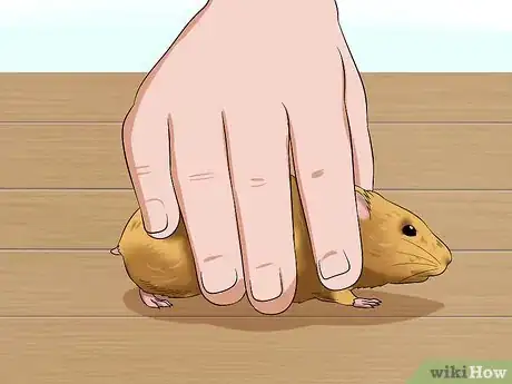 Image titled Feed a Hamster Medicine Step 3