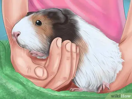 Image titled Help a Guinea Pig Feel Less Anxious Step 10