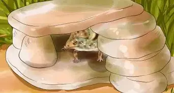Catch a Gecko