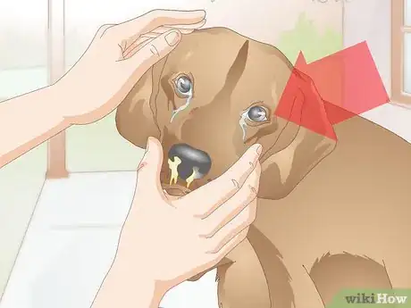 Image titled Care for Dogs with Distemper Step 1