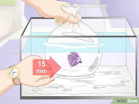Image titled Acclimate Your Betta Step 7