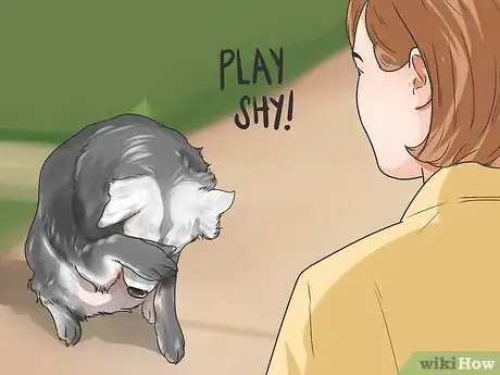 Image titled Teach Your Dog to Play Shy Step 5