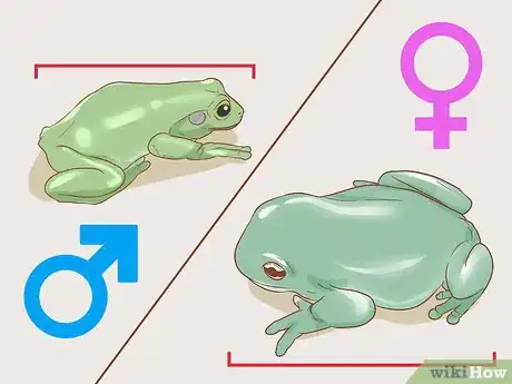 Image titled Tell if Your Tree Frog Is Male or Female Step 1