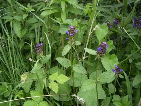 Image titled Prunella_vulgaris