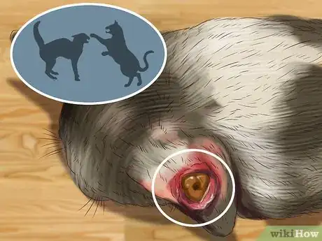 Image titled Check Your Cat's Ears for Possible Problems Step 1