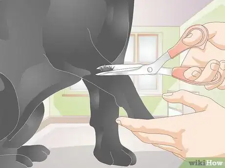 Image titled Take a Dog's Blood Pressure Step 6
