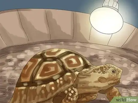 Image titled Care for a Tortoise Step 19