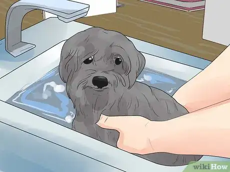 Image titled Care for Havanese Dogs Step 8