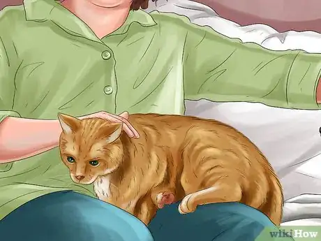 Image titled Turn Your Cat Into a Lap Cat Step 6