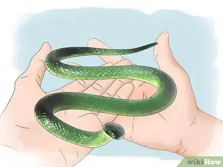 Image titled Get over Your Fear of Snakes Step 8