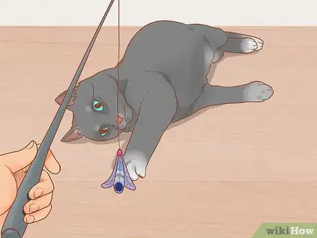 Image titled Stop Your Cat from Begging Step 6