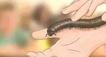 Care for Giant African Millipedes
