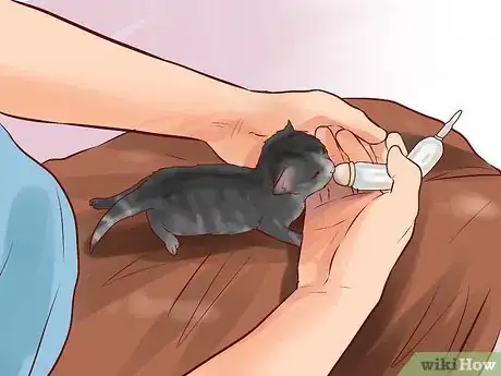 Image titled Feed a Newborn Kitten Step 10