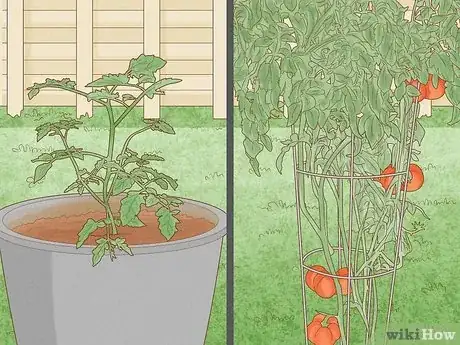 Image titled Prune Patio Tomatoes Step 8