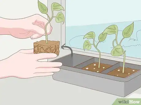 Image titled Grow Philodendron from Cuttings Step 18