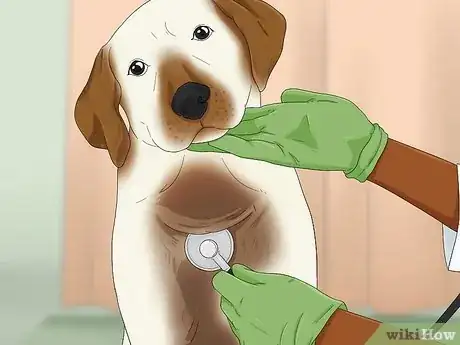 Image titled Know when to Stop Breeding a Male Dog Step 4