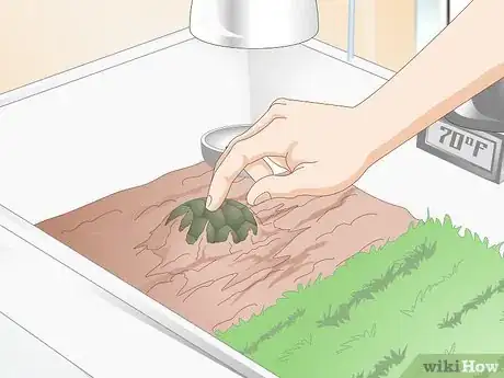 Image titled Feed Your Turtle if It is Refusing to Eat Step 4