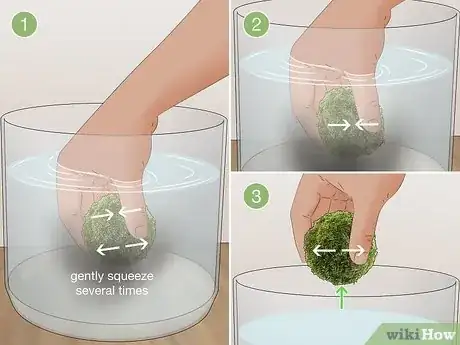 Image titled Clean an Aquatic Moss Ball Step 2