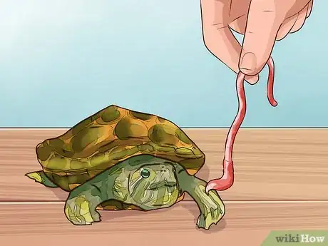 Image titled Know What to Feed a Turtle Step 2
