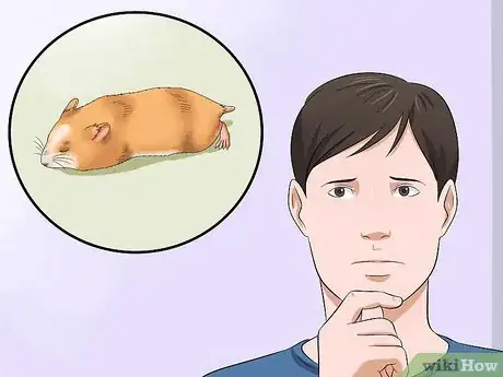 Image titled Cure Your Not Moving Hamster Step 1