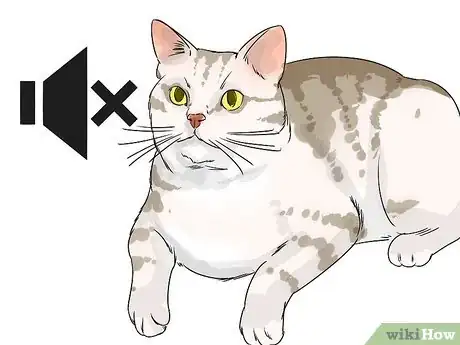 Image titled Identify an American Shorthair Cat Step 11