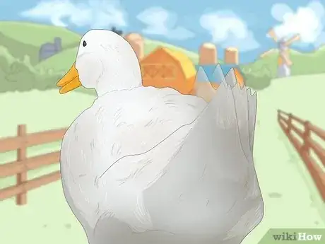 Image titled Why Do Ducks Wag Their Tails Step 3