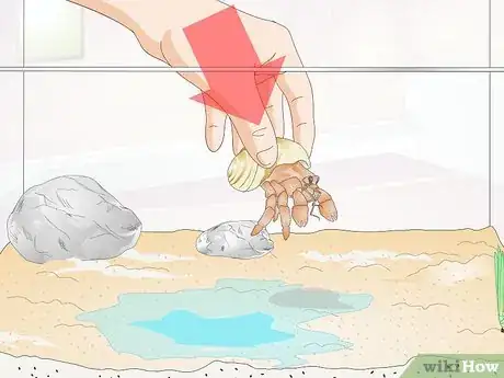 Image titled Give Your Hermit Crab a Bath Step 8