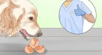 Cook Eggs for Dogs