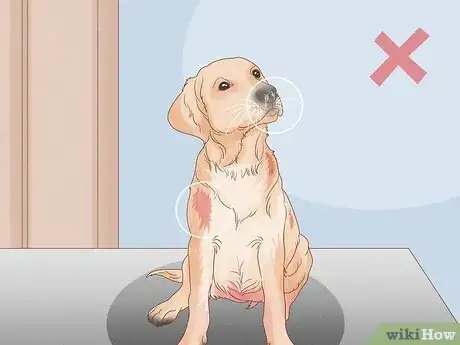 Image titled Select a Labrador Retriever Step 14