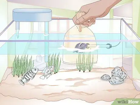Image titled Add a Betta to a Community Tank Step 4
