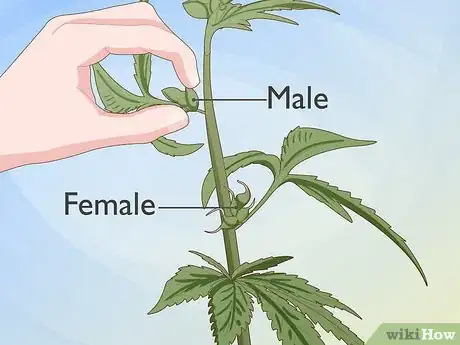 Image titled Identify Female and Male Marijuana Plants Step 4