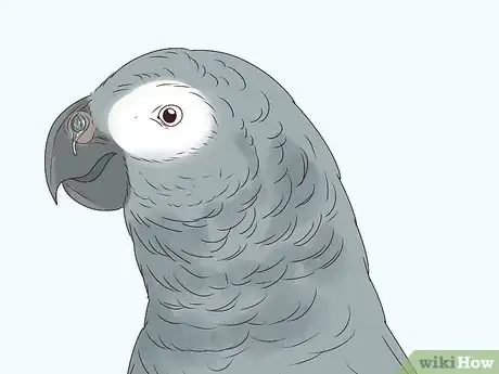Image titled Raise an African Grey Parrot Step 11
