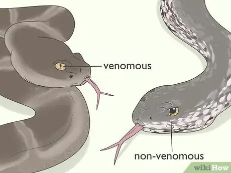 Image titled Identify Snakes Step 3