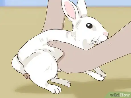 Image titled Pet a Rabbit Step 8