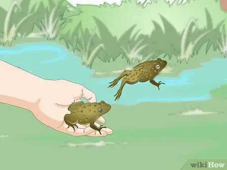 Image titled Raise Frogs Step 15