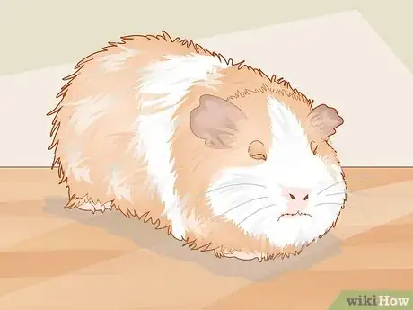 Image titled Care for a Guinea Pig with an Ear Infection Step 1
