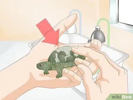 Image titled Feed Your Turtle if It is Refusing to Eat Step 3