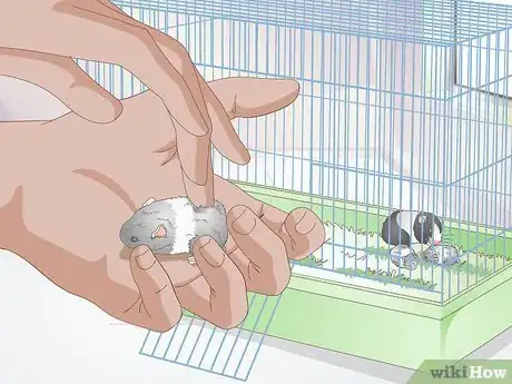 Image titled Deal with Baby Hamsters Step 6