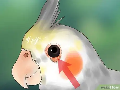 Image titled Treat Conjunctivitis in Cockatiels Step 9