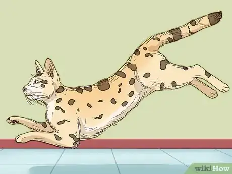 Image titled Identify a Savannah Cat Step 5