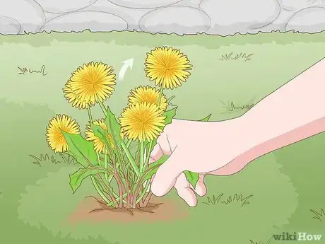 Image titled Get Rid of Dandelions in a Lawn Step 1