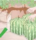 Grow a Square Watermelon