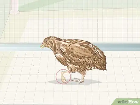 Image titled Know if Your Quail Is Sick Step 9